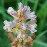 Orobanche lutea habit picture by Otto Kasper (cc-by-sa)