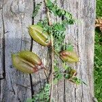 Colutea abyssinica fruit picture by susan brown (cc-by-sa)