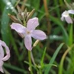 Farsetia undulicarpa flower picture by susan brown (cc-by-sa)