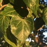 Thespesia populnea leaf picture by Hugo SANTACREU (cc-by-sa)