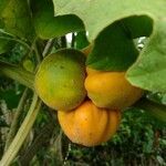 Solanum candidum fruit picture by Chaves Donald (cc-by-sa)