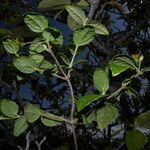 Calea prunifolia habit picture by Nelson Zamora Villalobos (cc-by-nc)