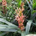 Hedychium coccineum flower picture by Gilles Gaillard (cc-by-sa)