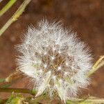 Crepis bellidifolia fruit picture by Martin Bishop (cc-by-sa)