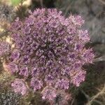 Visnaga daucoides flower picture by Diego Alex (cc-by-sa)