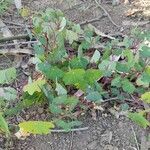 Tropaeolum tuberosum leaf picture by Fabian Del Salto (cc-by-sa)