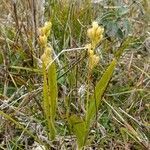 Liparis loeselii habit picture by Pierre LEON (cc-by-sa)