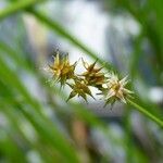 Carex echinata flower picture by huy HO (cc-by-sa)