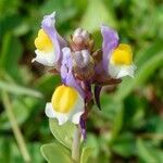 Linaria triphylla flower picture by Jaume Franch (cc-by-sa)