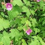 Rubus odoratus flower picture by Mp Me (cc-by-sa)