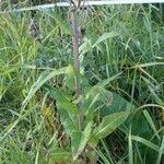 Cirsium heterophyllum habit picture by Yoan MARTIN (cc-by-sa)