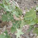 Sonchus pinnatifidus leaf picture by Cielos Diez (cc-by-sa)