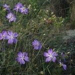 Tibouchina hatschbachii habit picture by Jesus Jéssica (cc-by-sa)