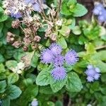 Ageratum houstonianum flower picture by Mike Jacobi (cc-by-sa)