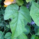 Thunbergia alata leaf picture by cabana carlos manuel (cc-by-sa)