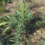 Misopates orontium habit picture by Clement Devaux (cc-by-sa)