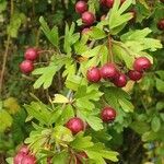 Crataegus monogyna fruit picture by Marinus Cornelis Scheffers (cc-by-sa)