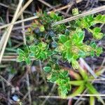 Gaultheria myrsinoides leaf picture by Fabien Anthelme (cc-by-sa)