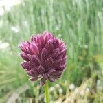 Allium rotundum flower picture by Bastide Margarido (cc-by-sa)