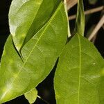 Amanoa guianensis leaf picture by Nelson Zamora Villalobos (cc-by-nc)