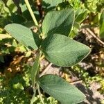 Lathyrus japonicus leaf picture by Vesa Silander (cc-by-sa)