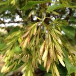 Fraxinus ornus fruit picture by Michael Curran (cc-by-sa)