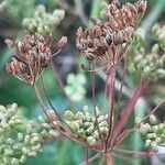 Pimpinella saxifraga fruit picture by Uta Groger (cc-by-sa)