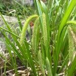 Carex pseudocyperus flower picture by me we (cc-by-sa)