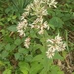 Eupatorium sessilifolium flower picture by Charles Adams-Mallery (cc-by-sa)