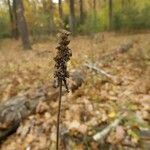 Betonica officinalis fruit picture by Alexander Baransky (cc-by-sa)