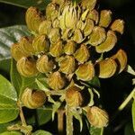 Spathodea campanulata fruit picture by Nelson Zamora Villalobos (cc-by-nc)