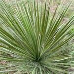 Yucca elata leaf picture by Cash Edwards (cc-by-sa)