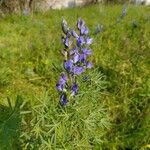 Lupinus angustifolius habit picture by v. karel (cc-by-sa)