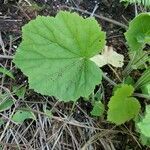 Heuchera villosa leaf picture by Kevin Y (cc-by-sa)