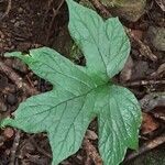 Dorstenia contrajerva leaf picture by Daniel Barthelemy (cc-by-sa)