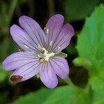 Epilobium alsinifolium flower picture by Denis Bastianelli (cc-by-sa)