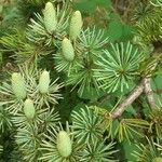 Cedrus atlantica flower picture by Gilbert Jeanguyot (cc-by-sa)