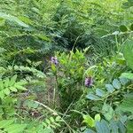 Liatris spicata habit picture by Matt Armstrong (cc-by-sa)