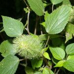 Acalypha arvensis habit picture by Nelson Zamora Villalobos (cc-by-nc)