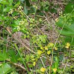 Apium graveolens habit picture by Martin Bishop (cc-by-sa)