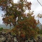 Hypericum canariense habit picture by Descalzo Rosy (cc-by-sa)