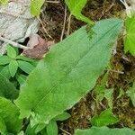 Hieracium murorum leaf picture by Martin Allan (cc-by-sa)