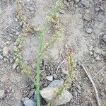 Rumex acetosa fruit picture by Xavier Viossat (cc-by-sa)