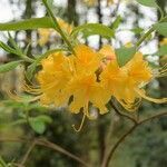 Rhododendron calendulaceum flower picture by Luciano Caldas Felipe (cc-by-sa)