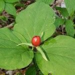 Trillium undulatum fruit picture by Sonia Archambault (cc-by-sa)