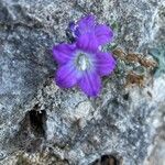 Campanula mollis flower picture by Lena van Doorn (cc-by-sa)