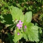 Erodium laciniatum flower picture by Mercé Camarasa (cc-by-sa)