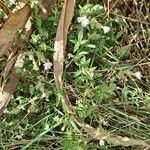 Silene latifolia habit picture by Jean-Marie Frenoux (cc-by-sa)