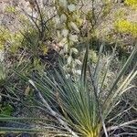 Yucca glauca leaf picture by cassie wood (cc-by-sa)