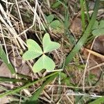 Oxalis violacea leaf picture by Aaron Harp (cc-by-sa)